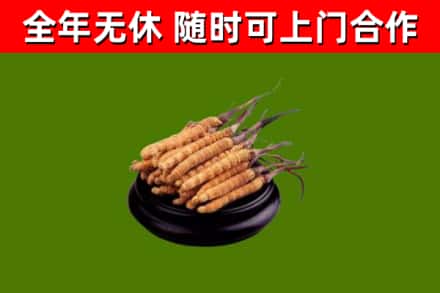 阿克苏烟酒回收冬虫夏草.jpg