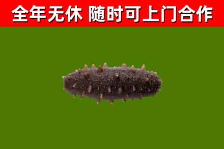 阿克苏回收海参干